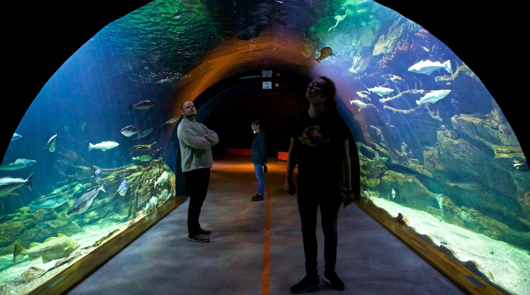 Ozeaneum ofreciendo vida marina y vistas interiores y también un pequeño grupo de personas