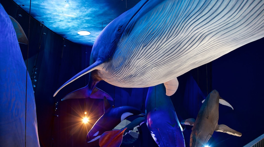 Ozeaneum which includes interior views and marine life