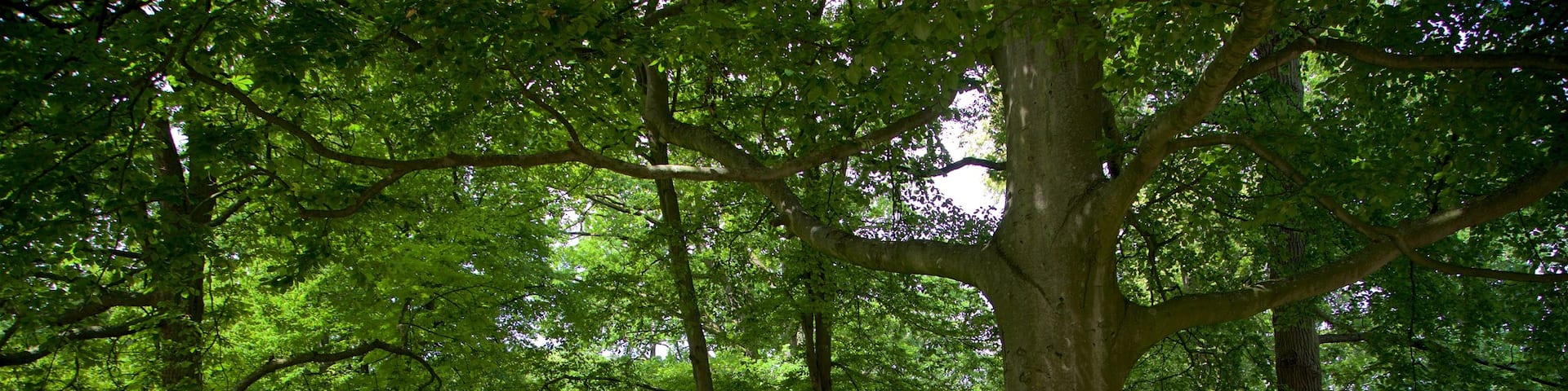 Warnemünder Kurpark welches beinhaltet Park