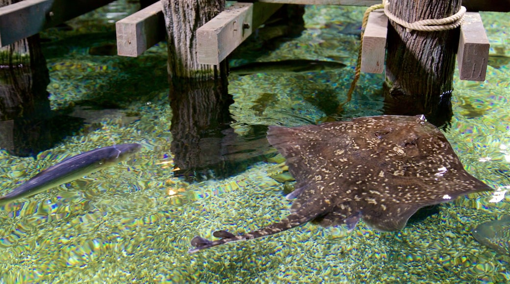 SEA LIFE Timmendorfer Strand som visar havsdjur och farliga djur