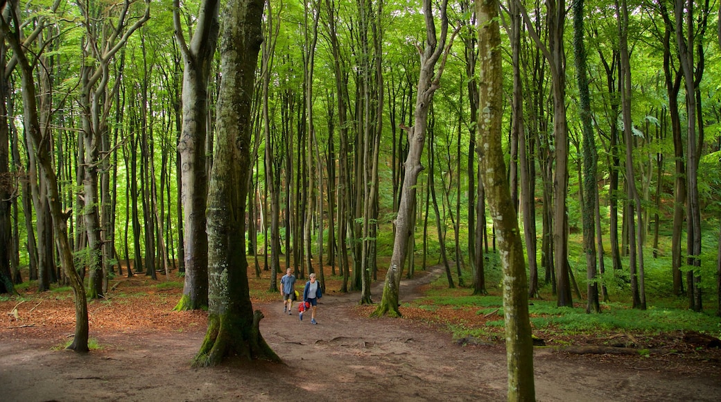 Jasmund nationalpark som visar vandring, en trädgård och skogslandskap