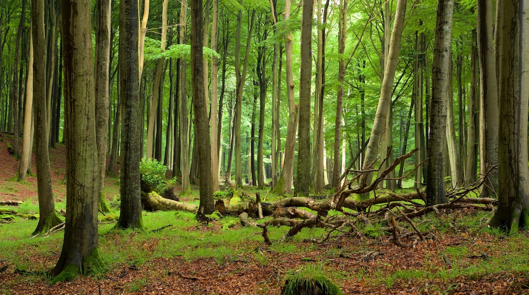 Jasmund nationalpark som inkluderar skogslandskap