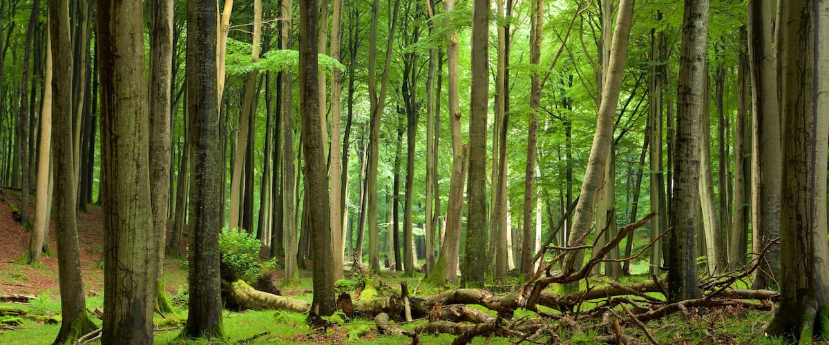 อุทยานแห่งชาติ Jasmund เนื้อเรื่องที่ ป่า