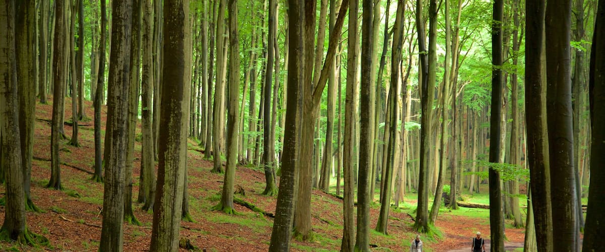 Parque Nacional Jasmund ofreciendo bosques, un jardín y senderismo o caminata