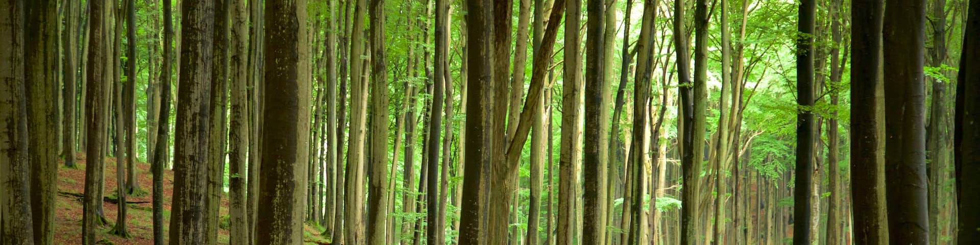 Jasmund National Park which includes hiking or walking, forests and a park