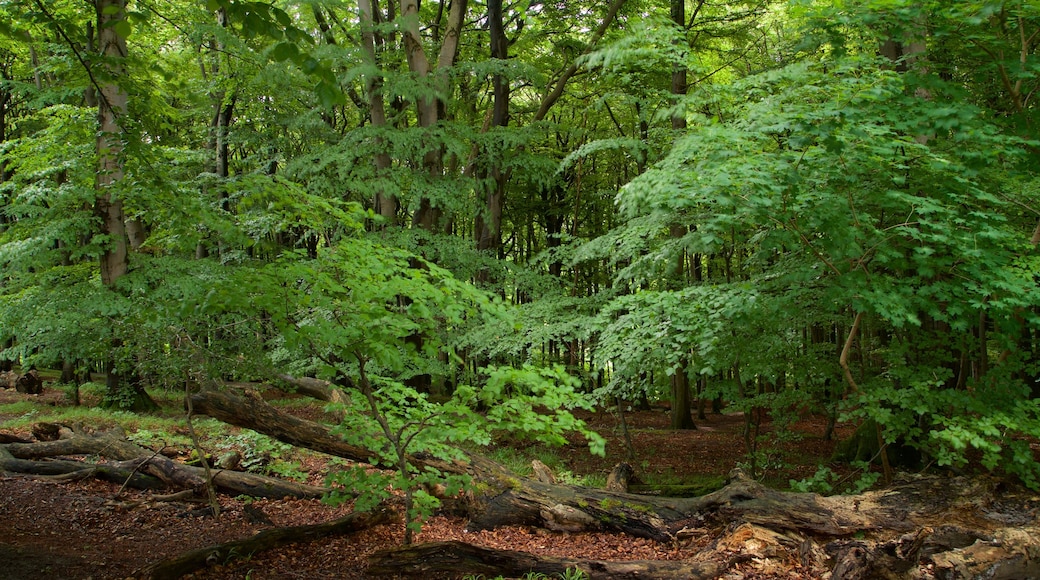 Parc national de Jasmund montrant forêts