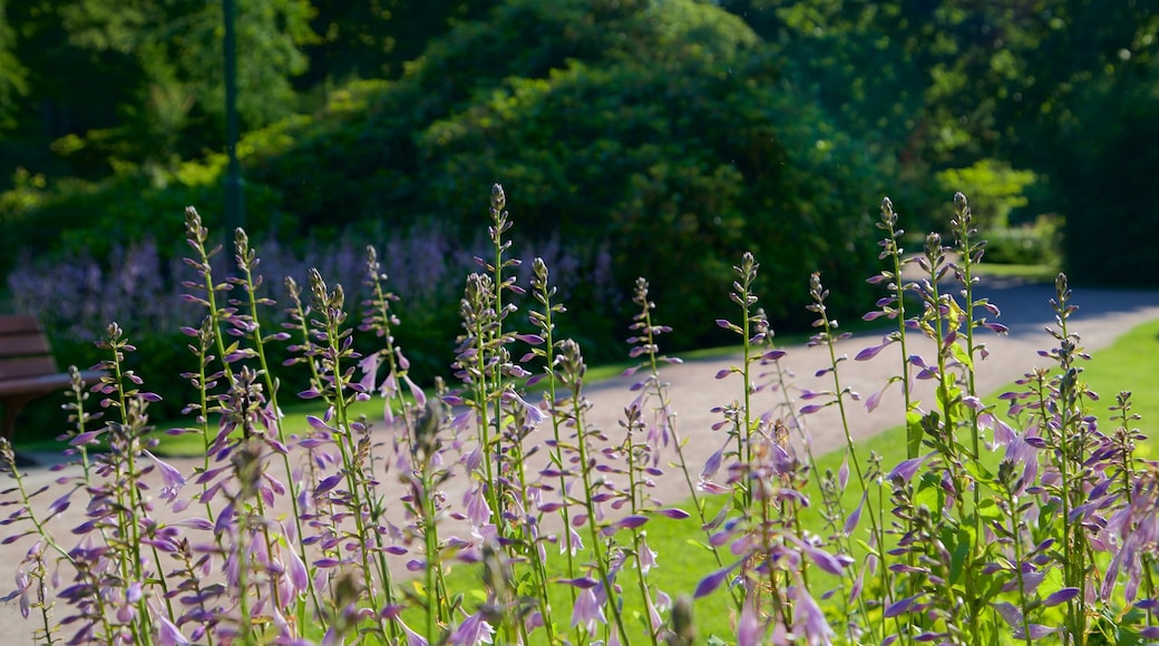 Graal Mueritz featuring wildflowers and a park