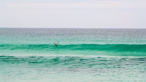 Foguetes strand som inkluderar surfing och kustutsikter