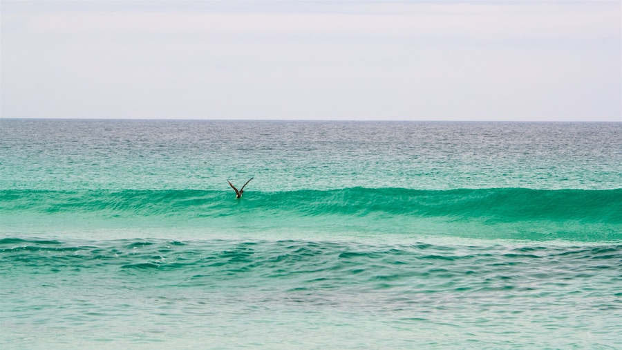 Foguete-strand bevat surfen en algemene kustgezichten