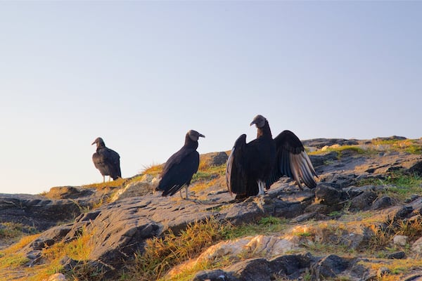 Morro do Arpoador das einen Sonnenuntergang und Vögel