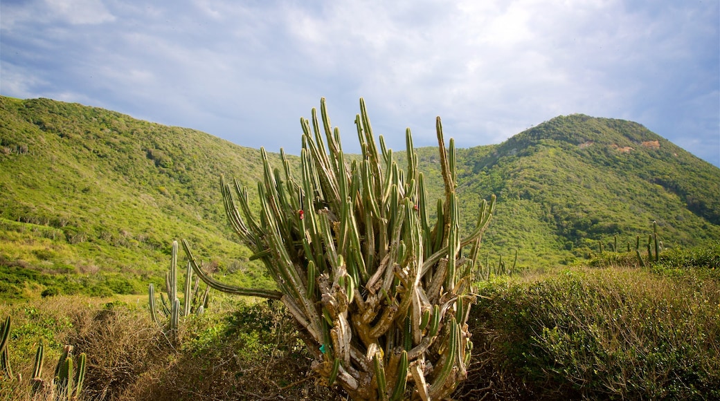 Reserve Serra das Emerencias showing tranquil scenes