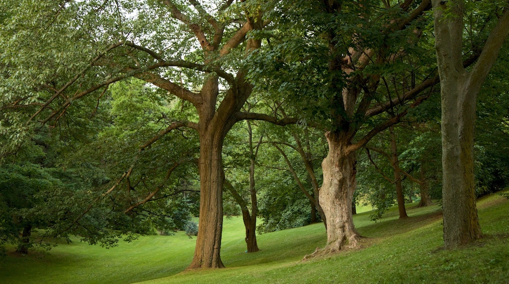 Highland Park showing a garden