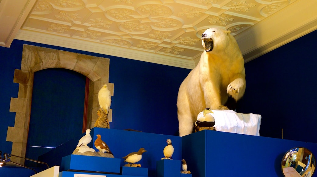 Peary-MacMillan Arctic Museum showing interior views