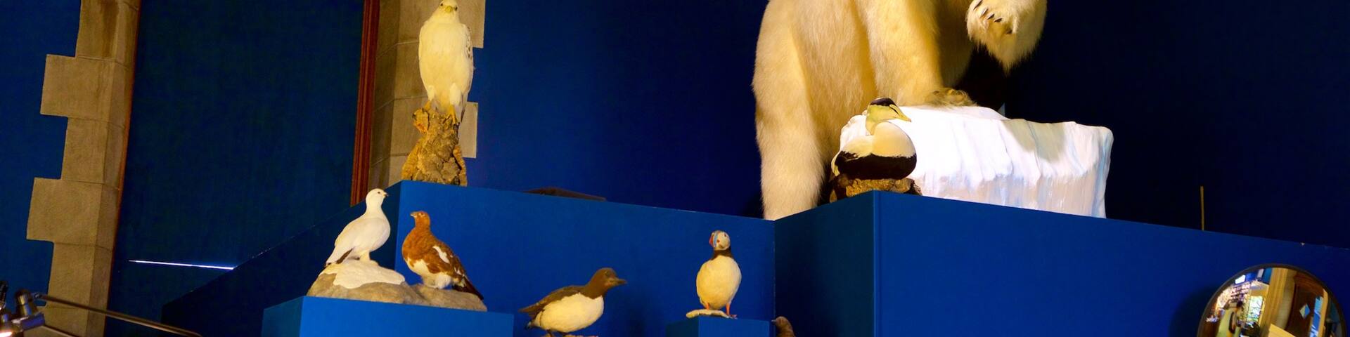 Peary-MacMillan Arctic Museum featuring interior views