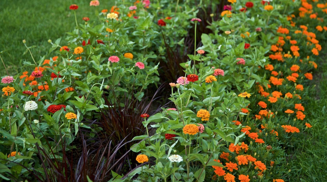 Highland Park featuring wild flowers