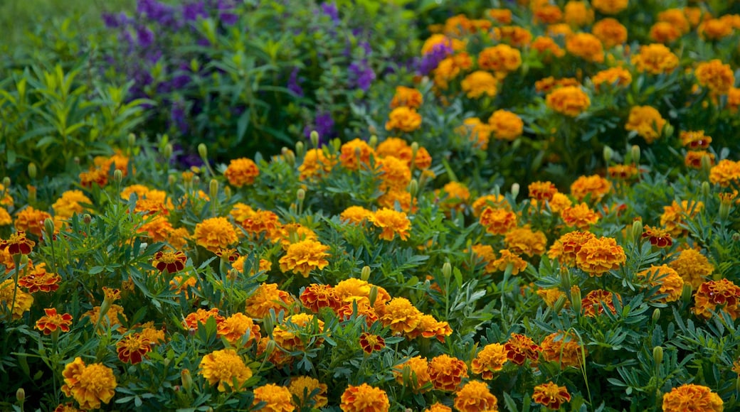 Washington Park showing wild flowers