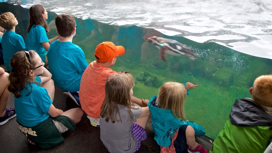 Rosamond Gifford Zoo som omfatter livet i havet såvel som børn