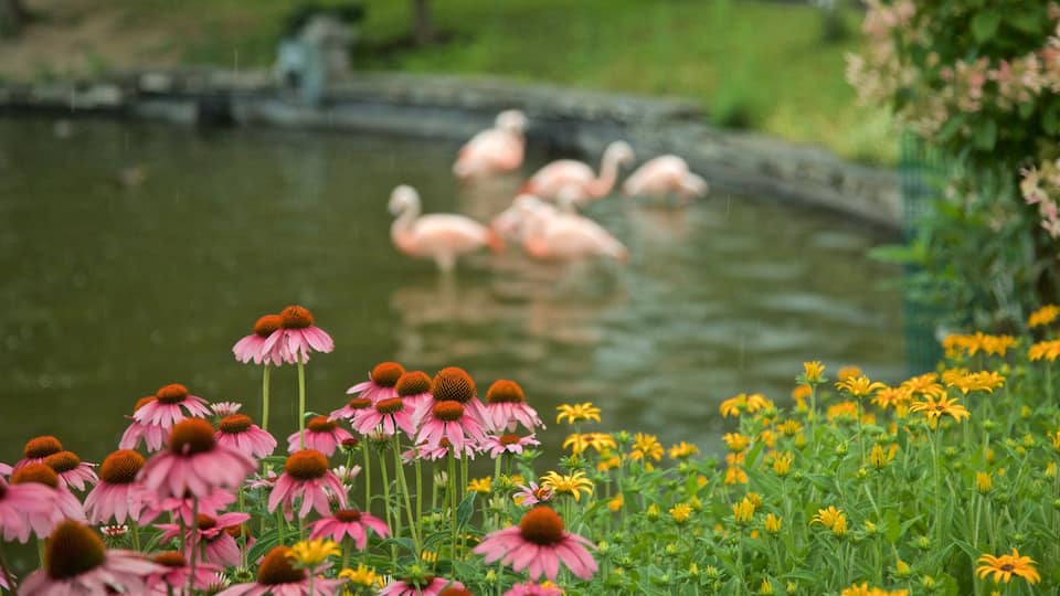 Zoo di Rosamond Gifford mostrando laghetto, volatili e fiori di campo