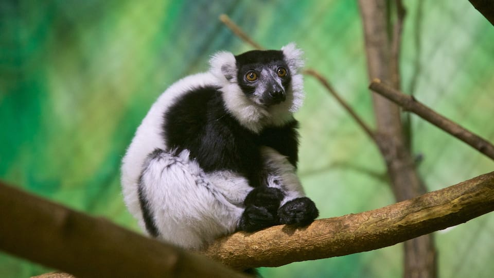 Zoo di Rosamond Gifford che include animali domestici e animali da zoo