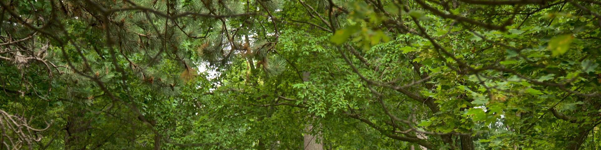 Thorndon Park featuring a garden