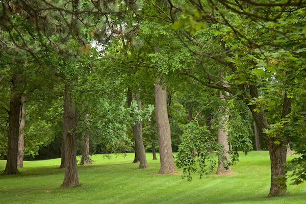Thorndon Park featuring a garden