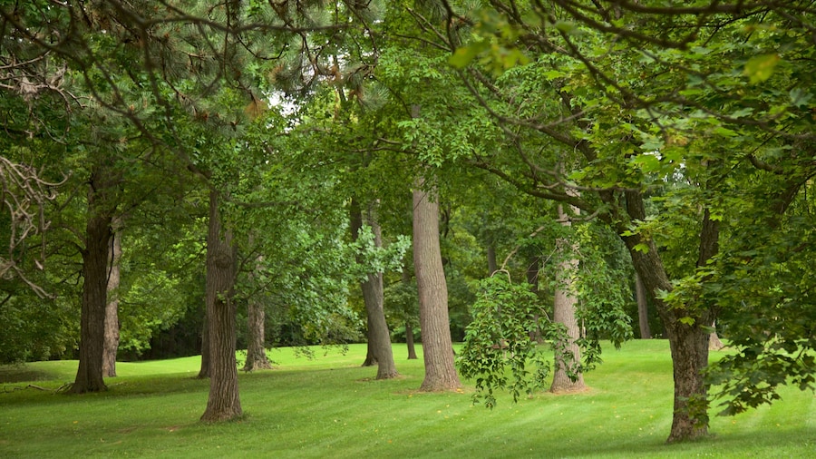 Thorndon Park montrant jardin