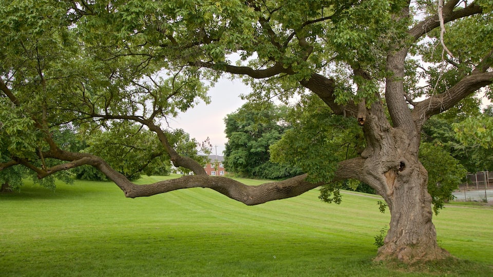 Thorndon Park which includes a garden