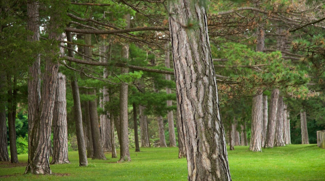 Cobbs Hill Park showing a park