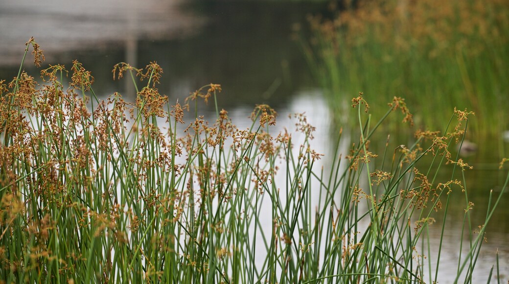 Cobbs Hill Park showing wild flowers and wetlands