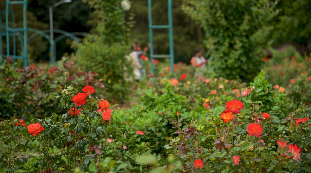 E.M. Mills Rose Garden mostrando fiori di campo e parco