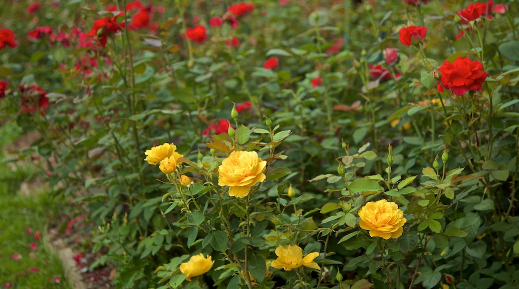 E.M. Mills Rose Garden mostrando fiori di campo e giardino