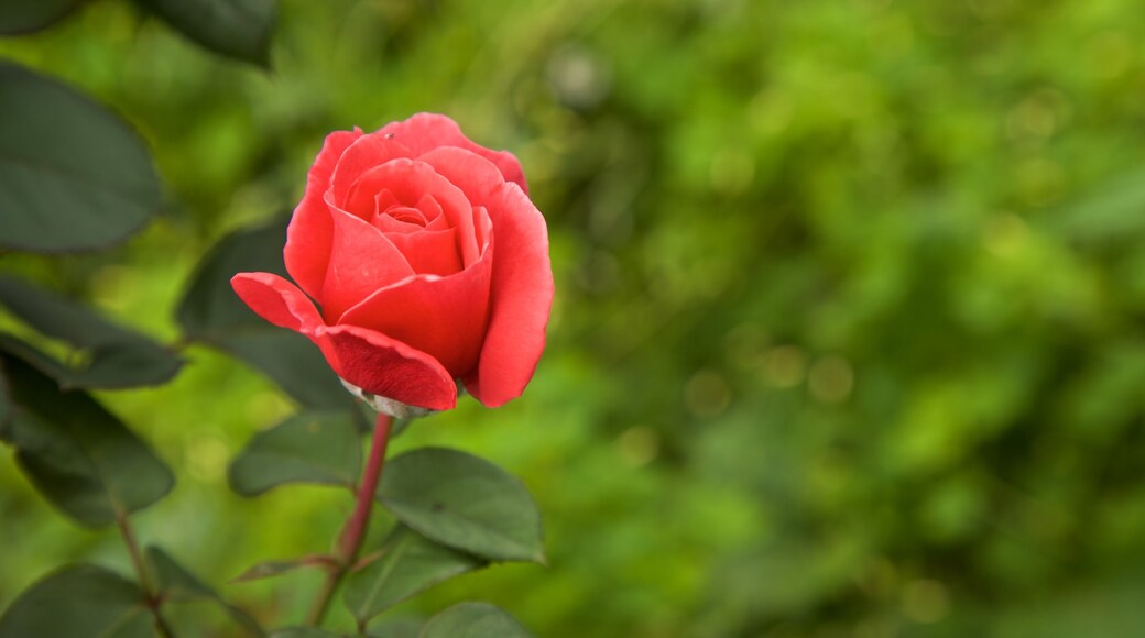 E.M. Mills Rose Garden showing wild flowers