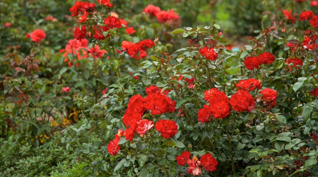 Rosaleda E.M. Mills mostrando flores silvestres