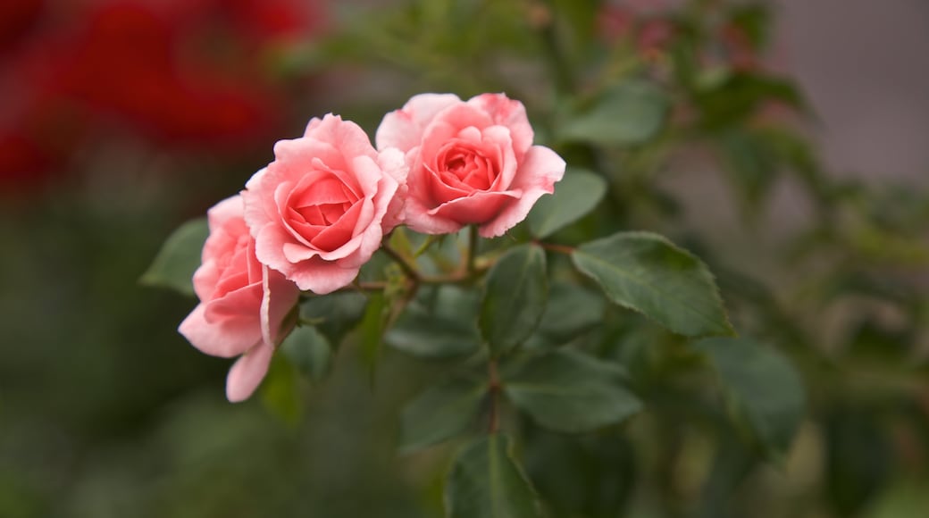 E.M. Mills Rose Garden mostrando fiori di campo