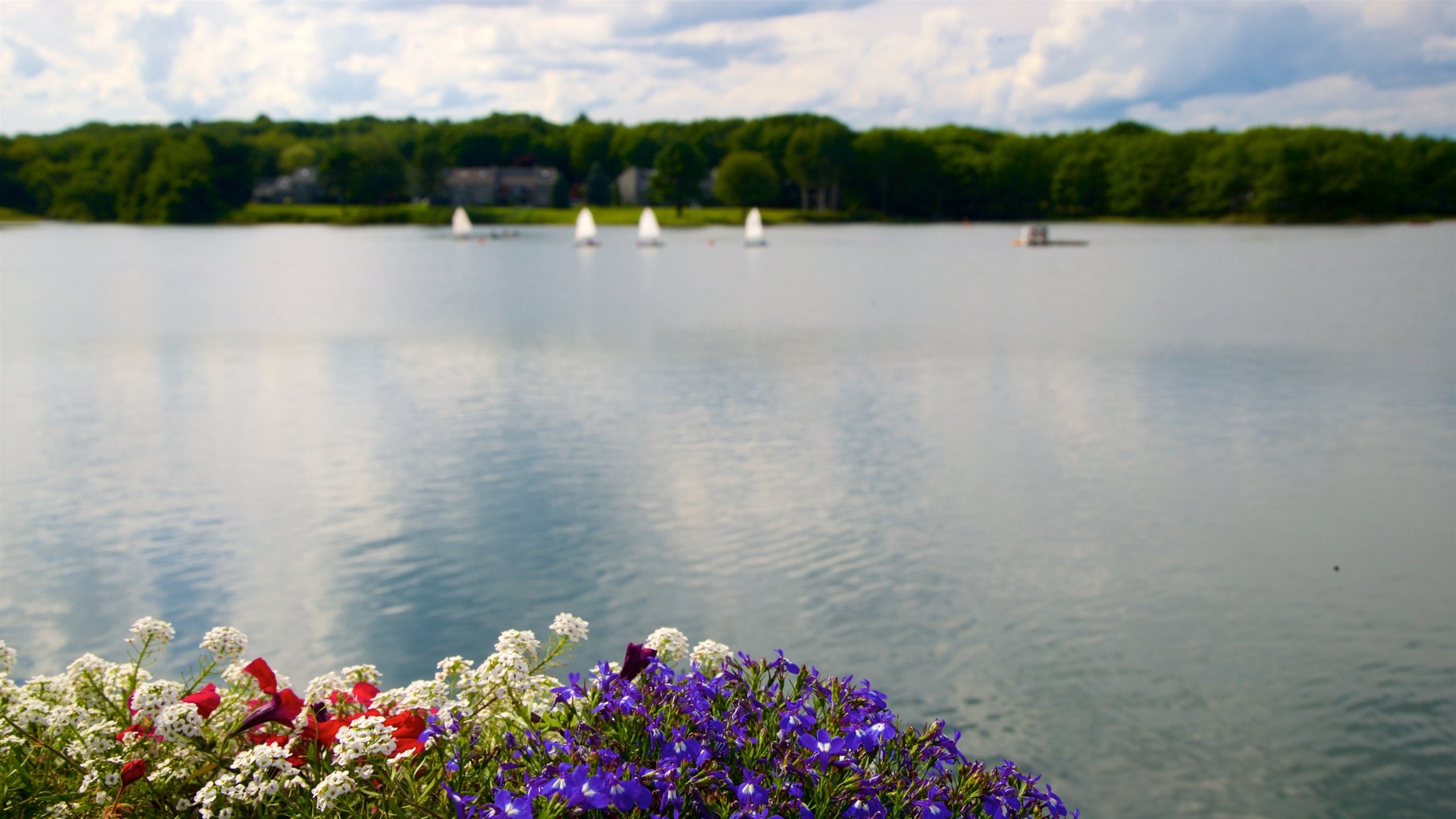 Kennebunkport showing flowers and a lake or waterhole
