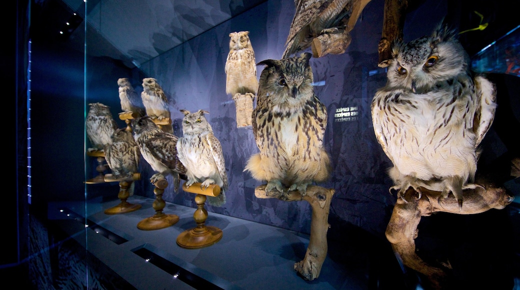 Museum of Toulouse showing interior views