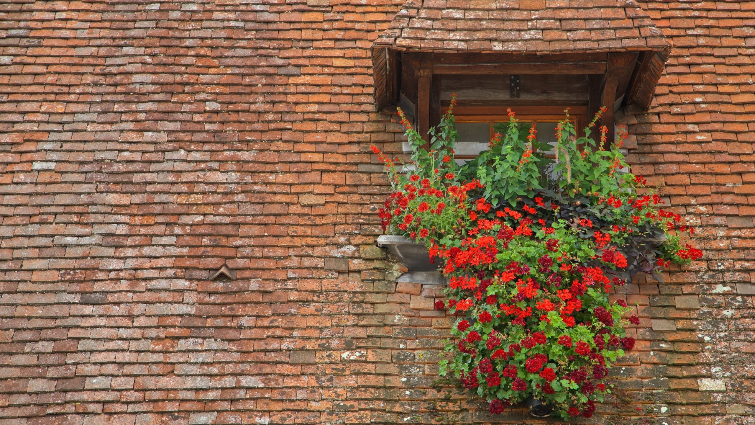 Beaune featuring flowers