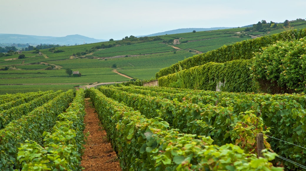 Beaune som inkluderar åkrar, landskap och stillsam natur