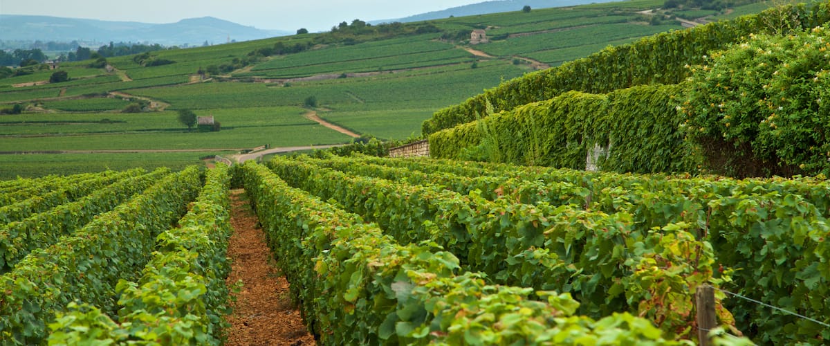 Beaune ofreciendo tierras de cultivo, escenas tranquilas y vistas de paisajes