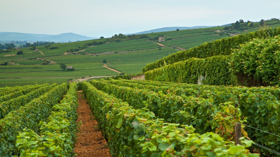 Beaune ofreciendo tierras de cultivo, escenas tranquilas y vistas de paisajes
