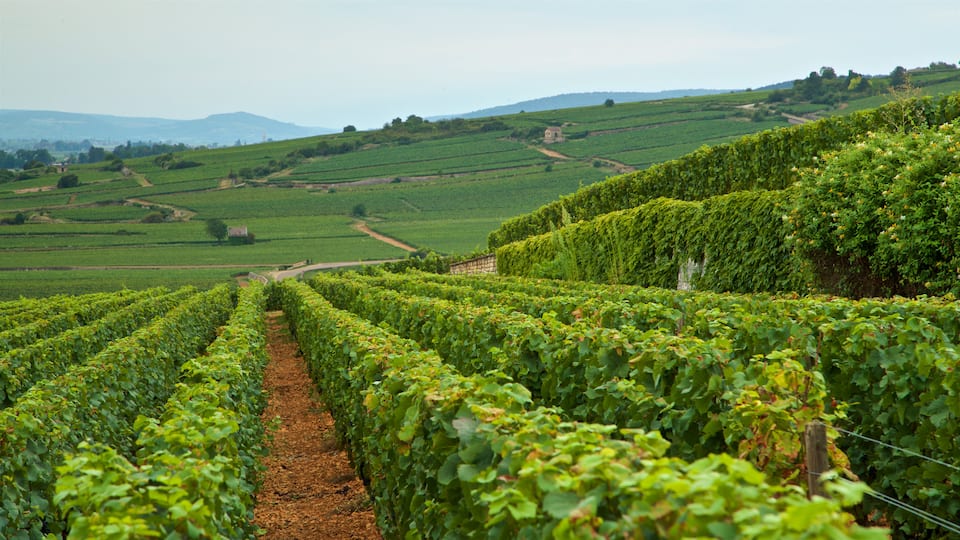 Beaune ofreciendo tierras de cultivo, escenas tranquilas y vistas de paisajes