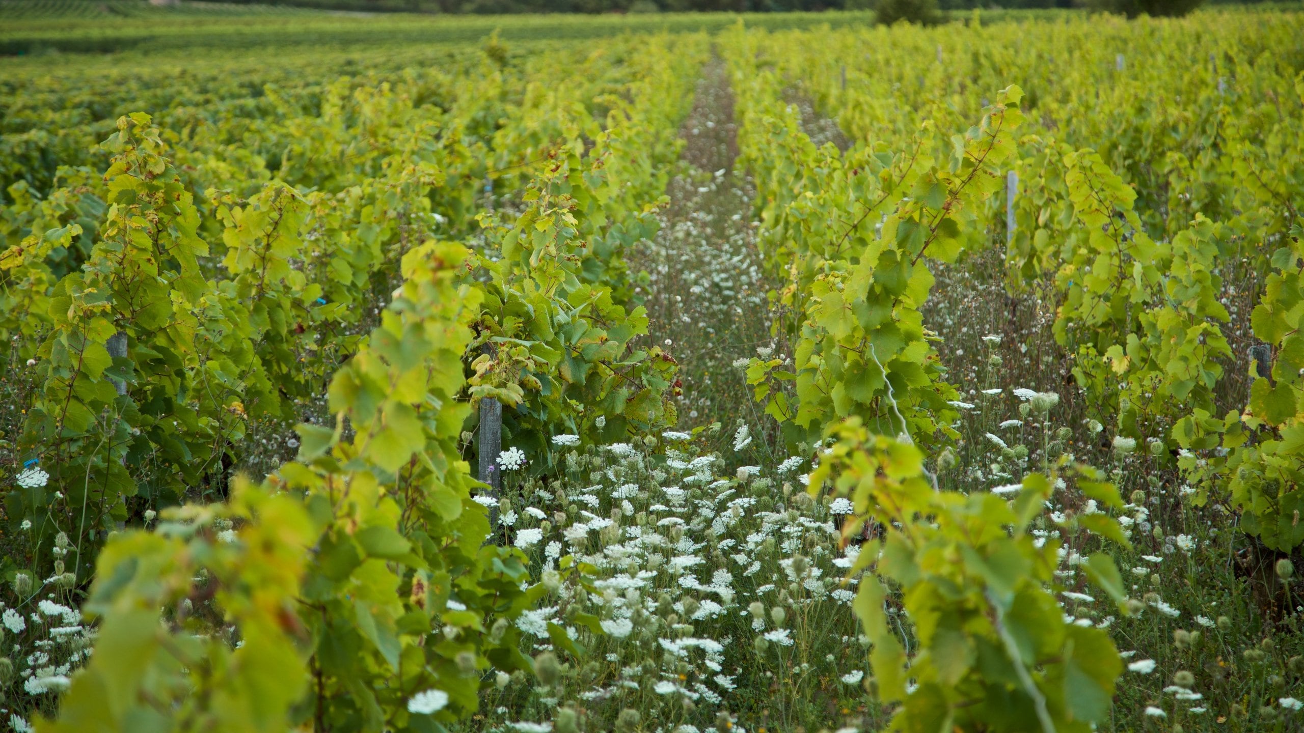 Beaune featuring farmland and wildflowers