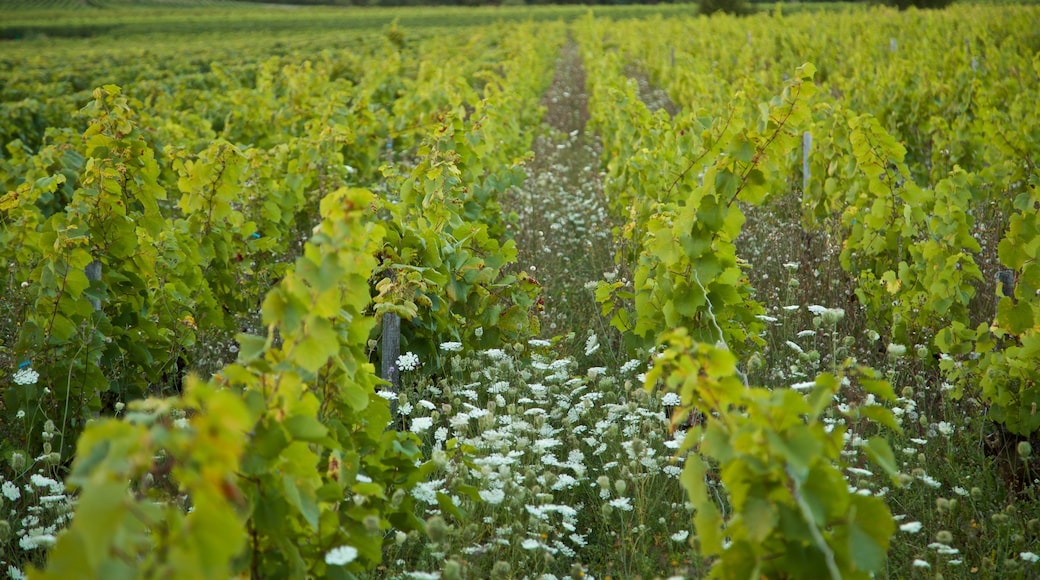 Beaune qui includes ferme et fleurs sauvages