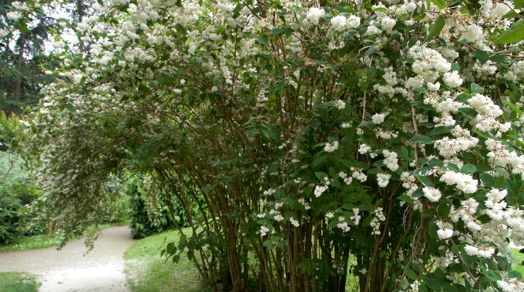 Den japanske hagen i Toulouse som inkluderer park og villblomster