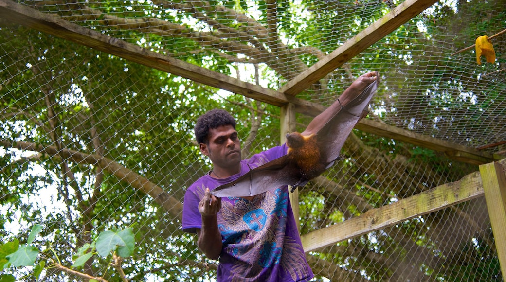 Lifou das einen Vögel und Zootiere sowie einzelner Mann