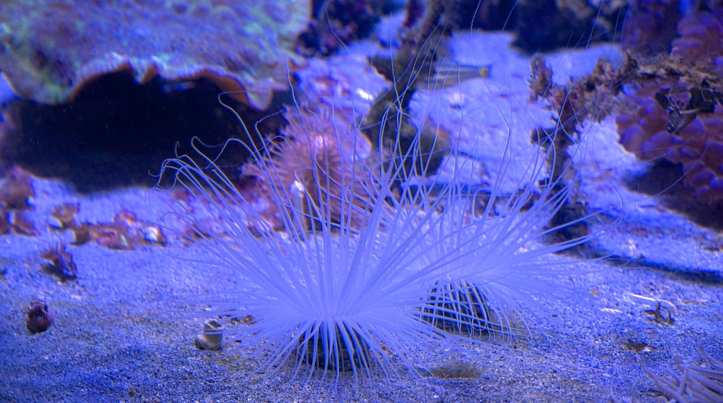 Noumea which includes marine life