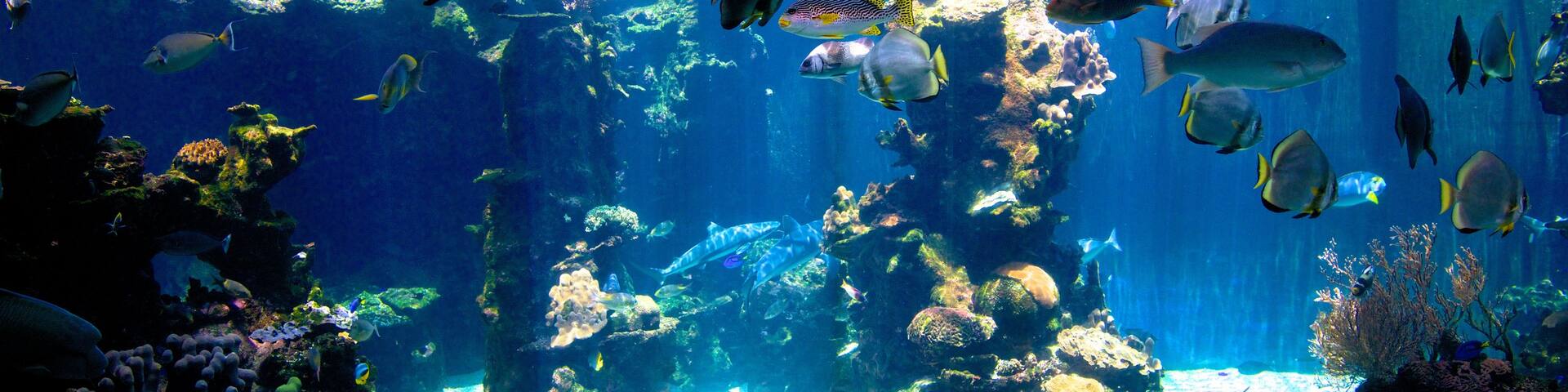 Noumea showing marine life