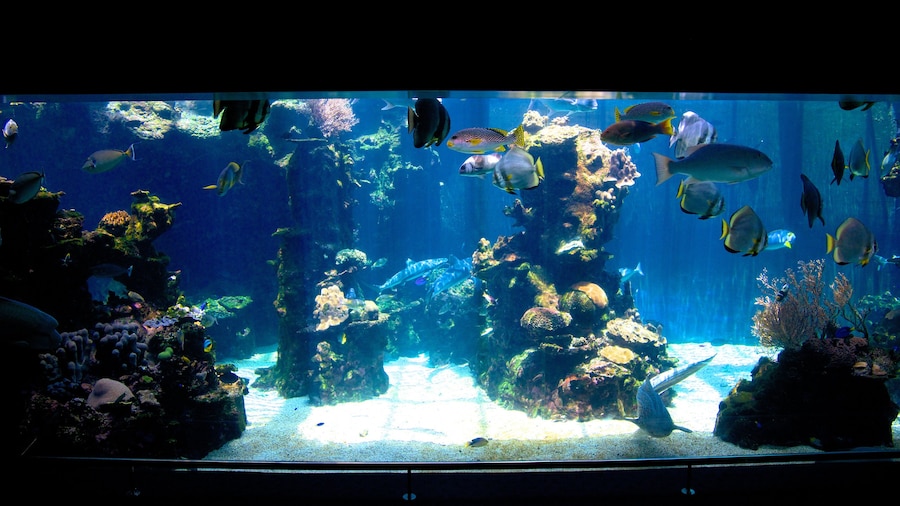 Noumea featuring marine life