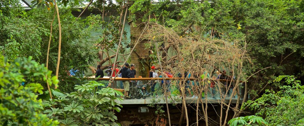 Zoo Henry Doorly montrant scènes forestières aussi bien que petit groupe de personnes