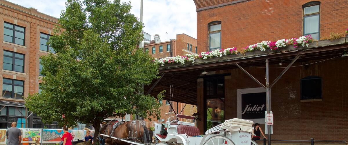 Old Market showing cuddly or friendly animals, horseriding and heritage elements